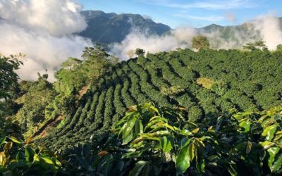 Acra rende la filiera del caffè in Honduras più sicura